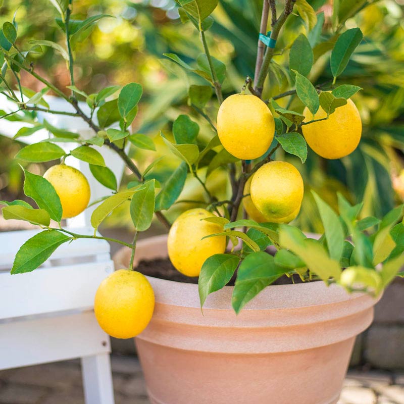 Lemons Gift Bag  The Container Store