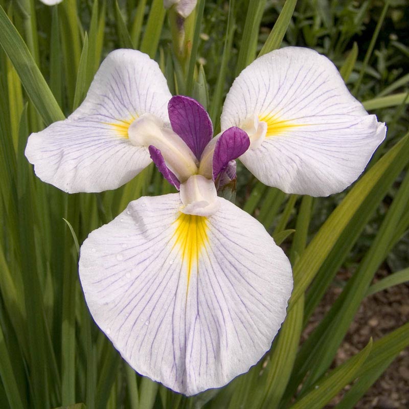 Fortune Japanese Iris