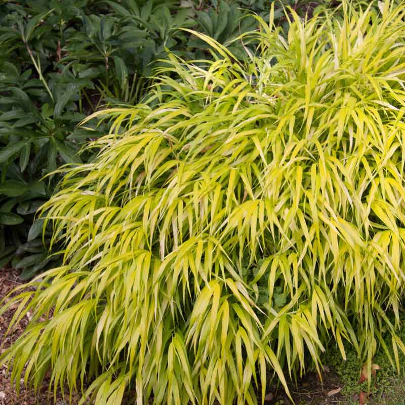 Gold Japanese Forest Grass