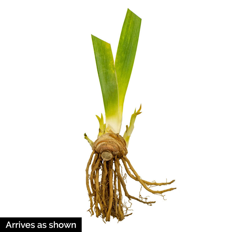 Large Rhizome size #1 1 Tall Bearded Iris "SORBONNE" 