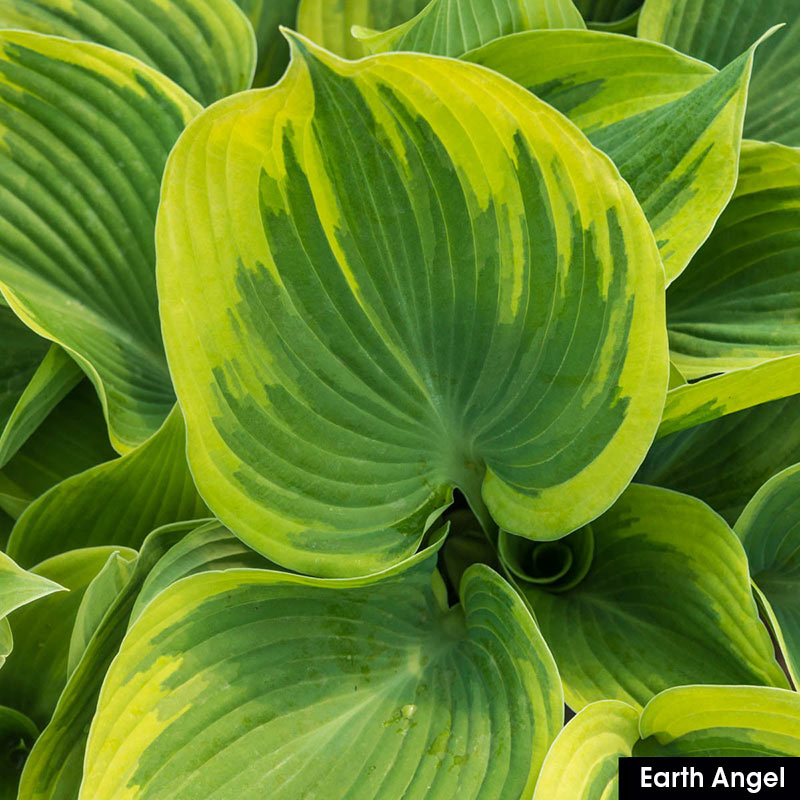 Whole Lotta Hosta Sampler | Shade Garden Mix | Spring Hill