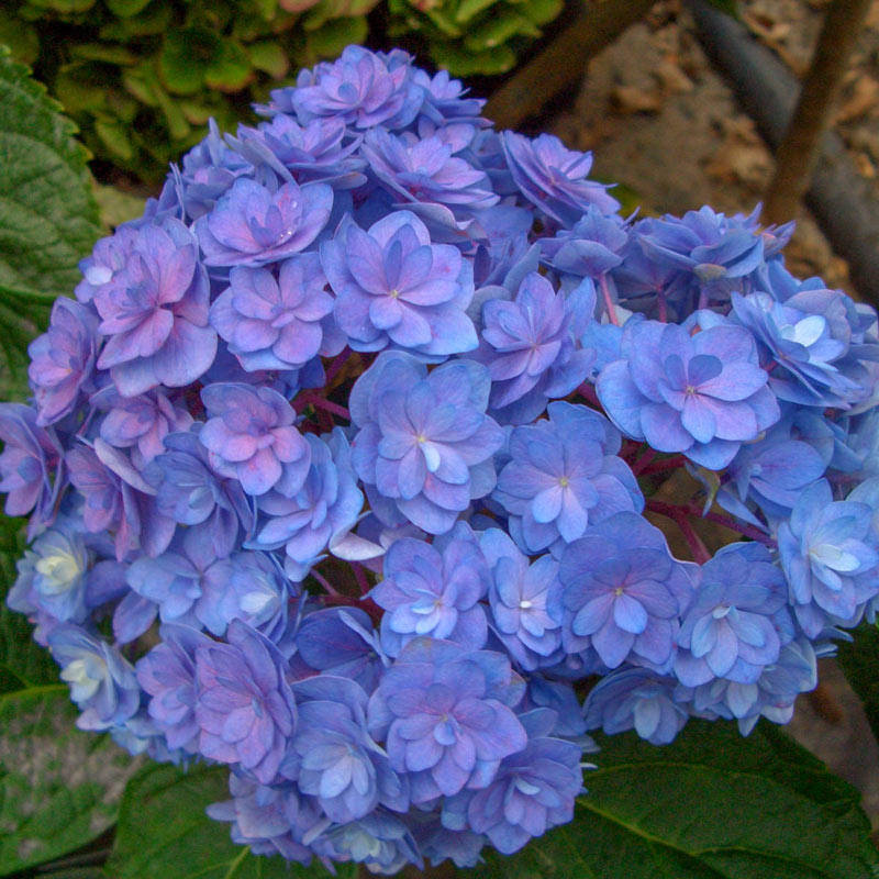 Forever & Ever<sup>®</sup> Together Hydrangea