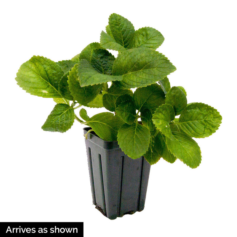Forever & Ever<sup>®</sup> Peppermint Hydrangea