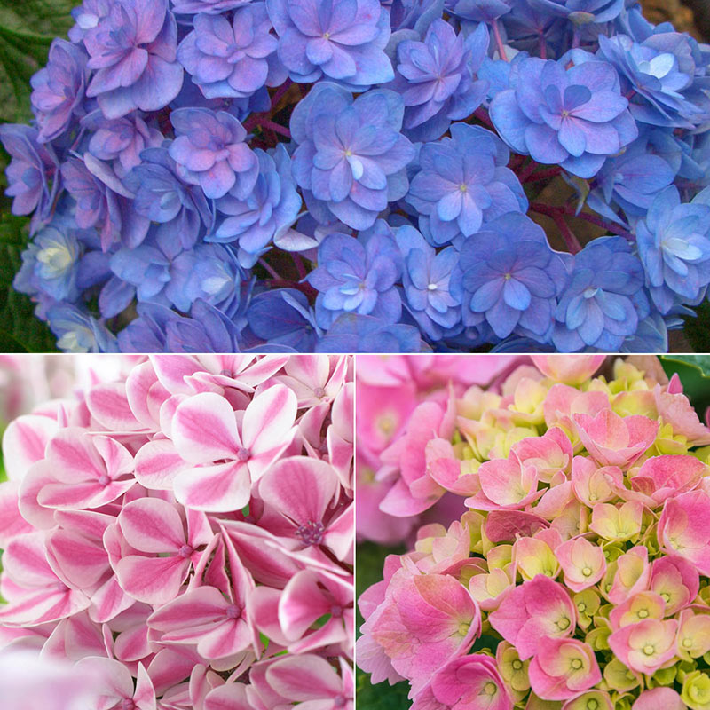 Image of Hydrangea Forever and Ever Pink flower arrangement