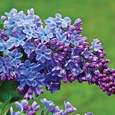 Growing lilacs for Minnesota landscapes