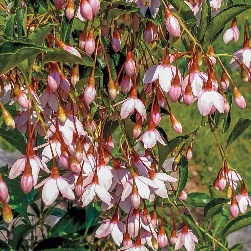 Marley's Pink<sup>®</sup> Japanese Snowbell
