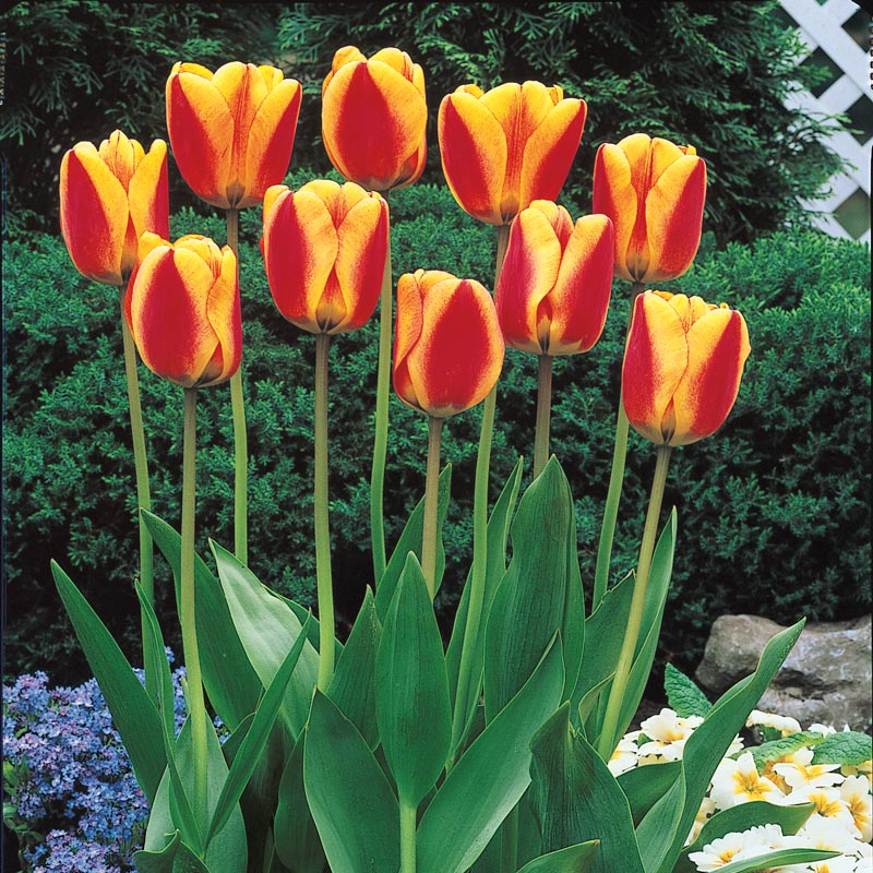 Apeldoorn's Elite Darwin Tulip Spring Hill Nurseries