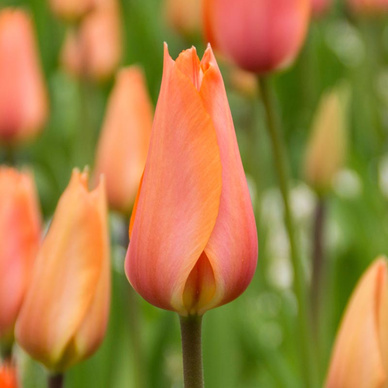 Lefeber Hybrid Tulip El Nino