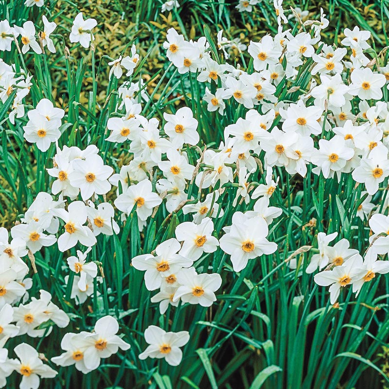 The Poet's Daffodil Actaea, Narcissus