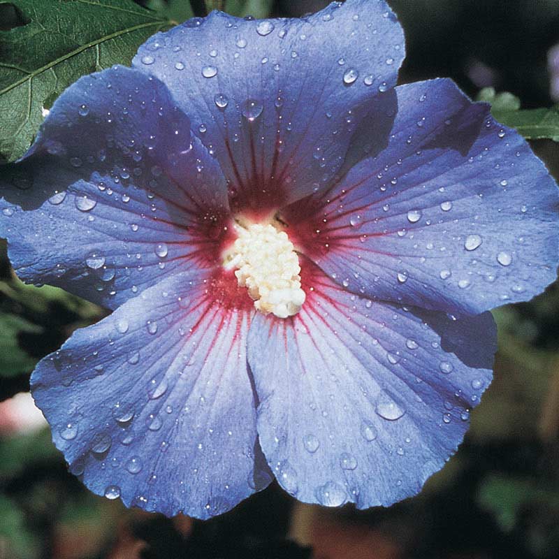 BLUE MARLIN HIBISCUS 5 TO 8 INCHES, Live Plant