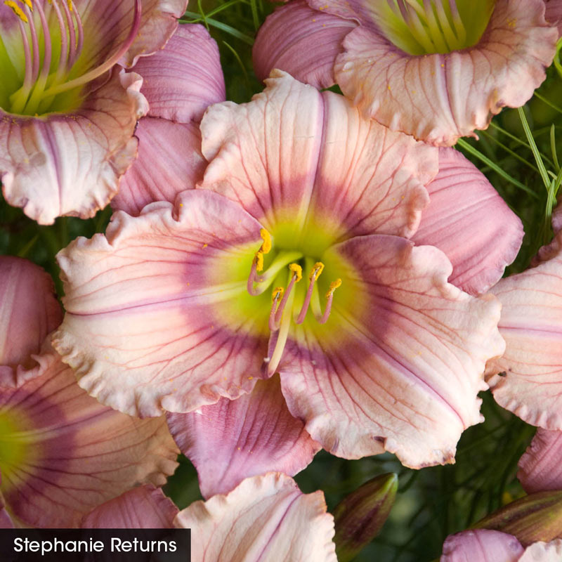 Summer Solstice Reblooming Daylily Collection