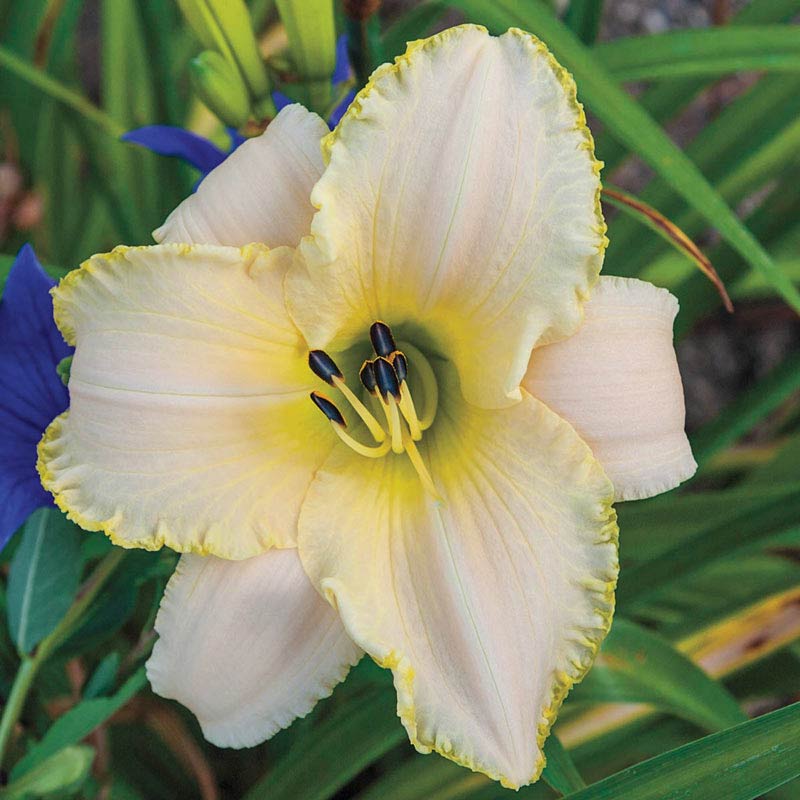 Early Snow Reblooming Daylily