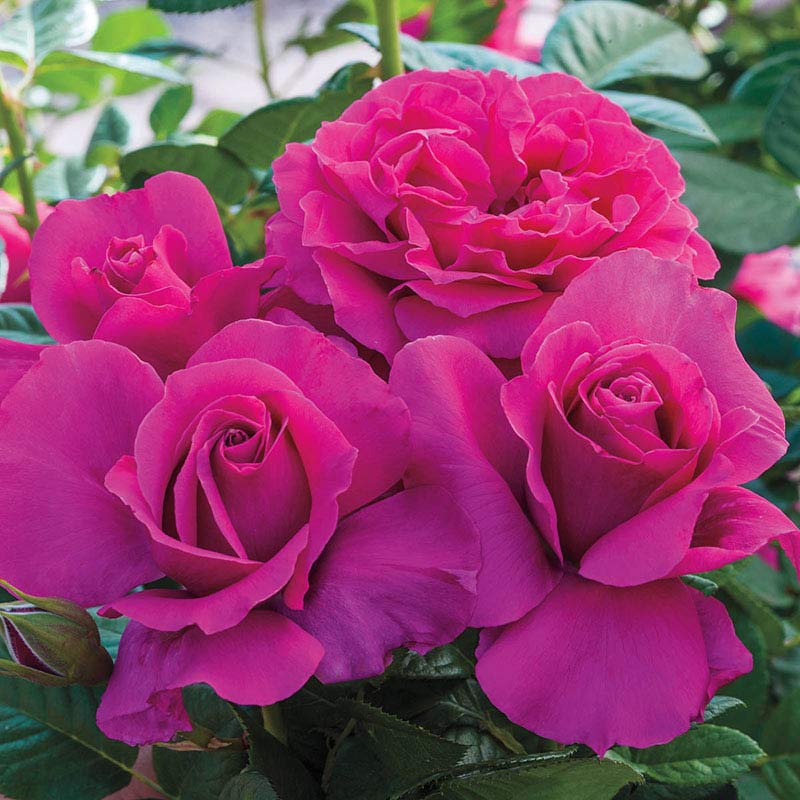 Pink Jumbo Rose Sampler Shop Jumbo Roses Spring Hill