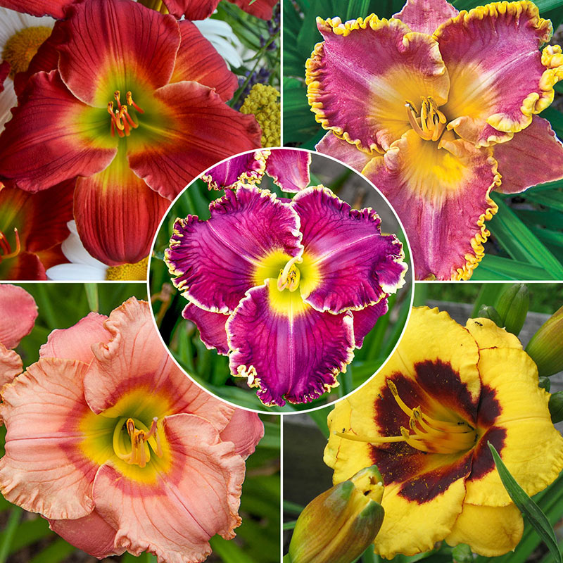 Classic Reblooming Daylily Collection