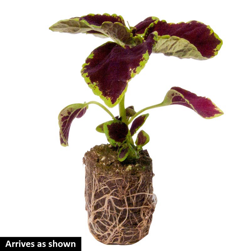 Coleus Gold Lace – Premier Growers, Inc.