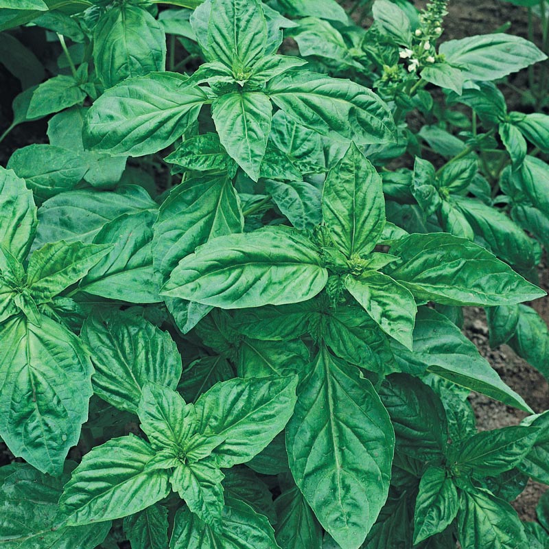 LargeLeaf Italian Basil Spring Hill Nurseries