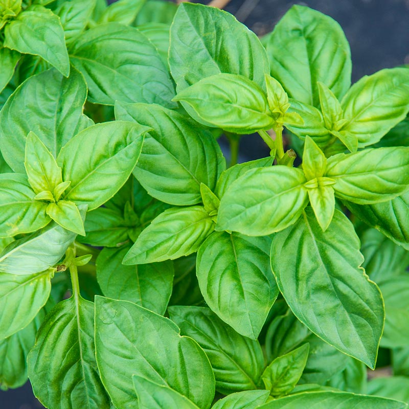 LargeLeaf Italian Basil Spring Hill Nurseries