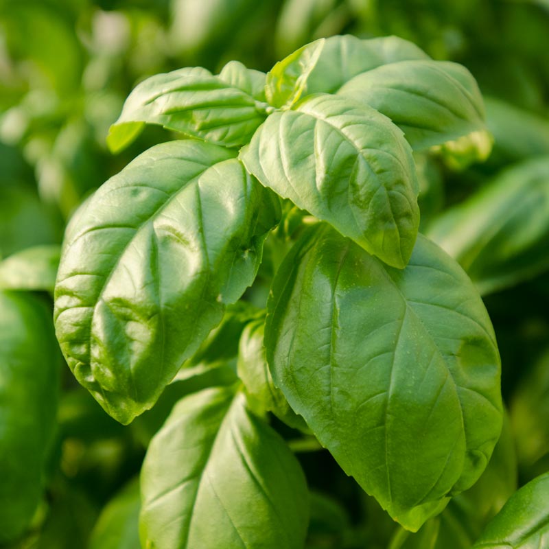 LargeLeaf Italian Basil Spring Hill Nurseries