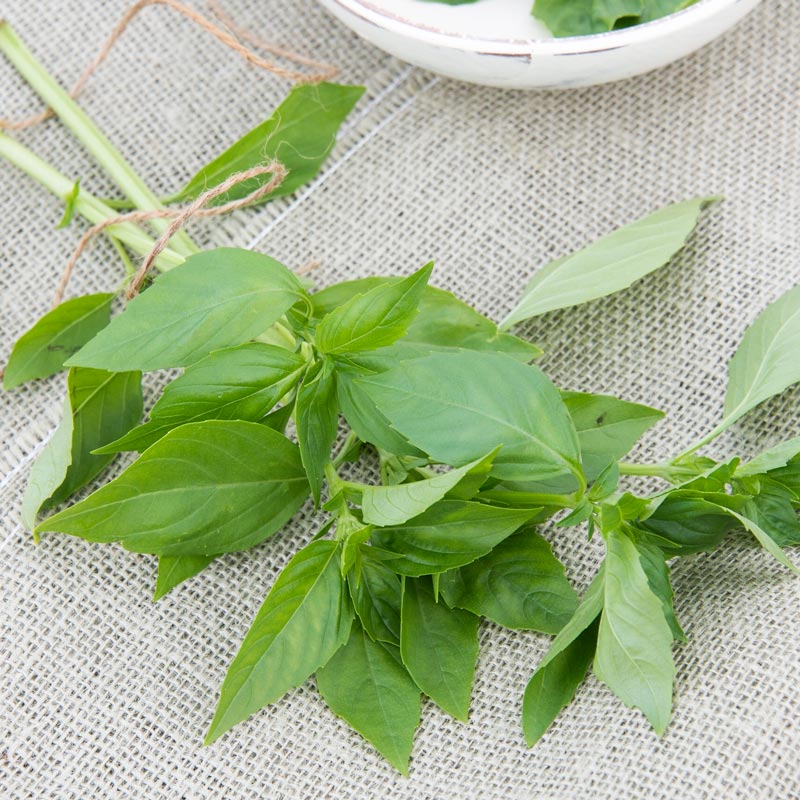 LargeLeaf Italian Basil Spring Hill Nurseries
