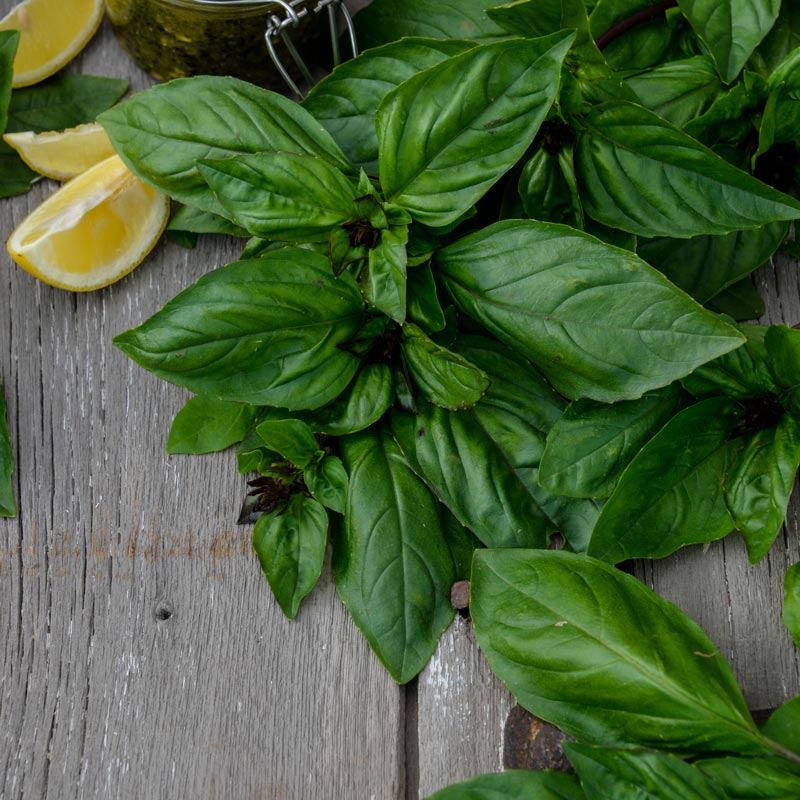 LargeLeaf Italian Basil Spring Hill Nurseries