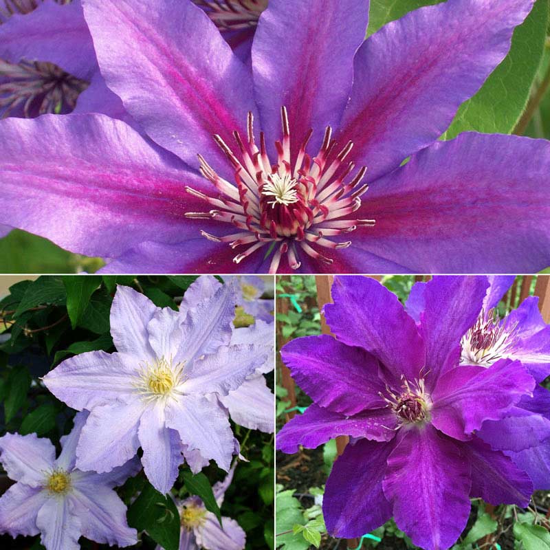 Abundant Flowers Clematis Collection