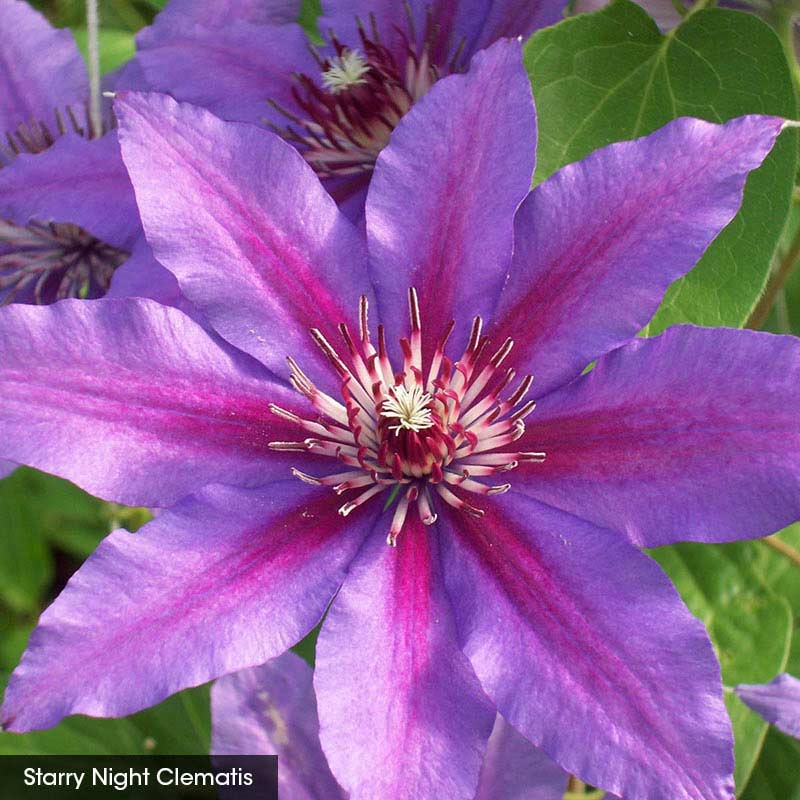 Abundant Flowers Clematis Collection