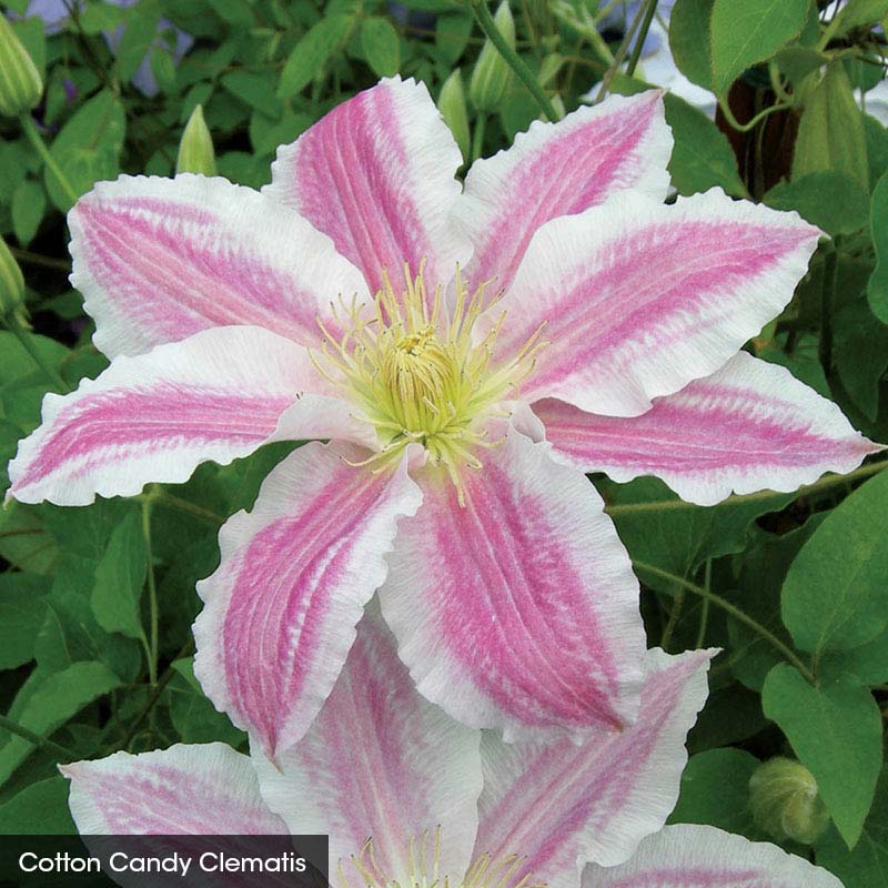 Carnival Spirit Clematis Collection