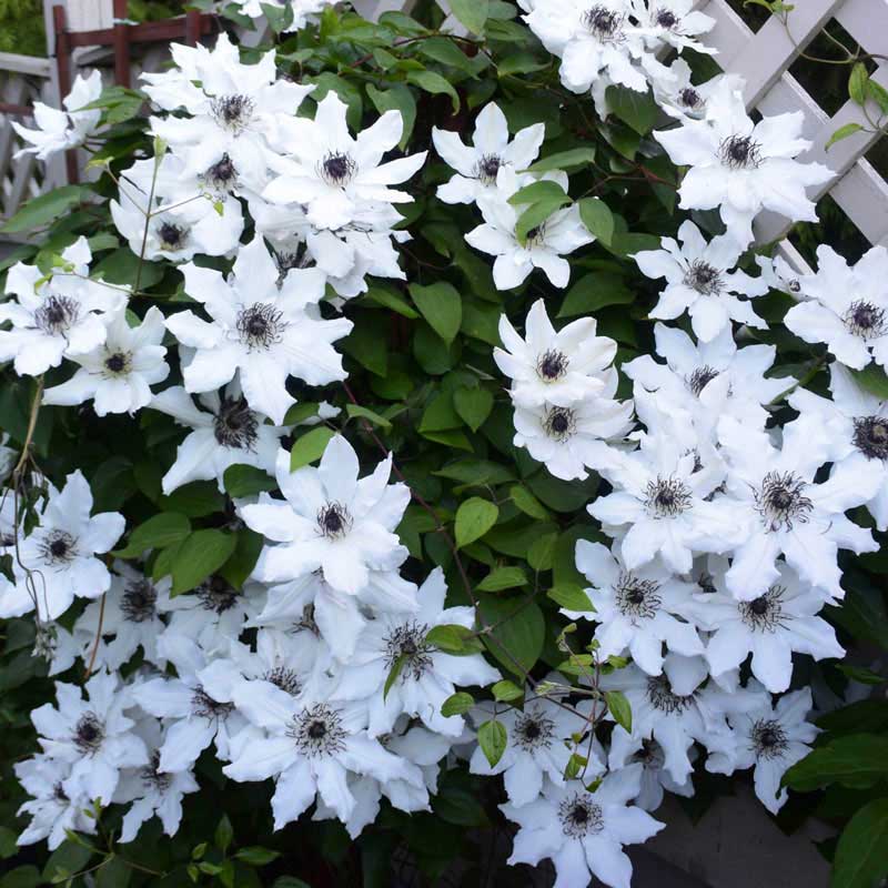 Clematis Fragrant Star Vancouver™