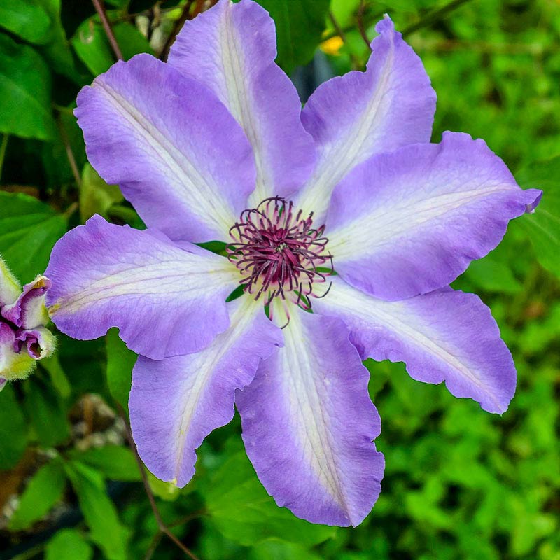 Clematis Daybreak Vancouver<sup>™</sup>