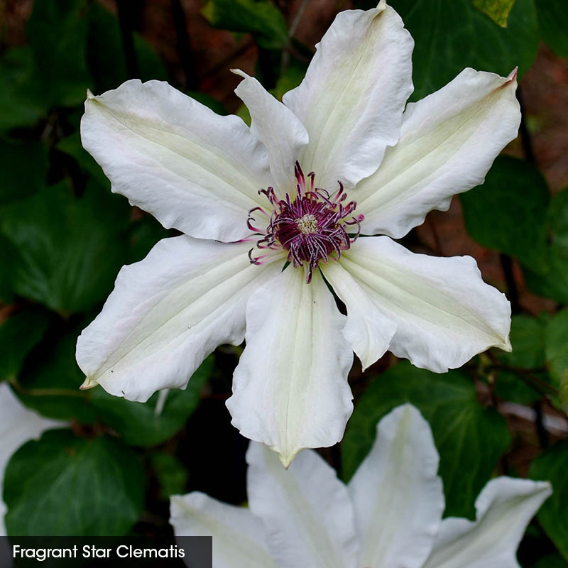 The Works - Vancouver Clematis Collection