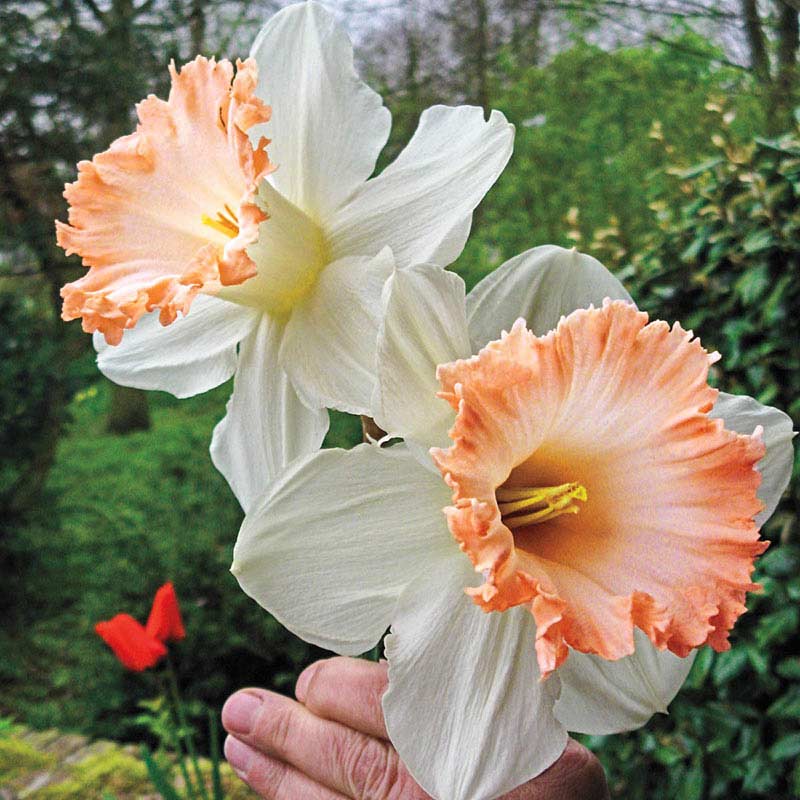 Gigantic Star Large Cupped Daffodil Bulbs, Narcissus