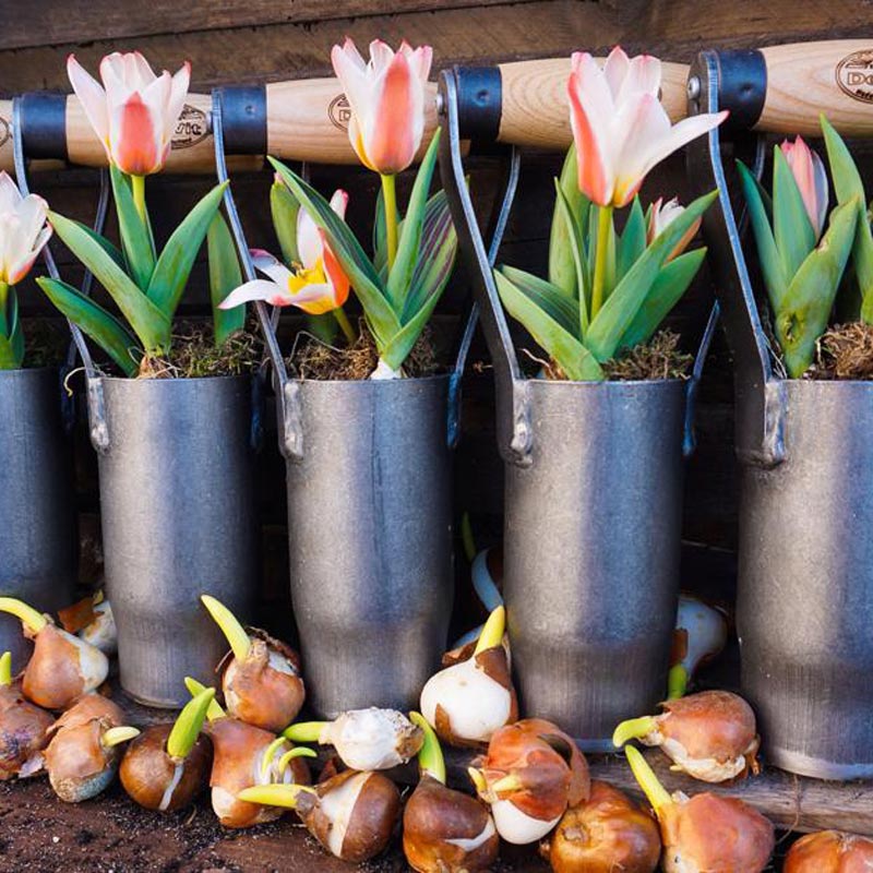 Short Handle Bulb Planter for Tulip & Daffodil Bulbs