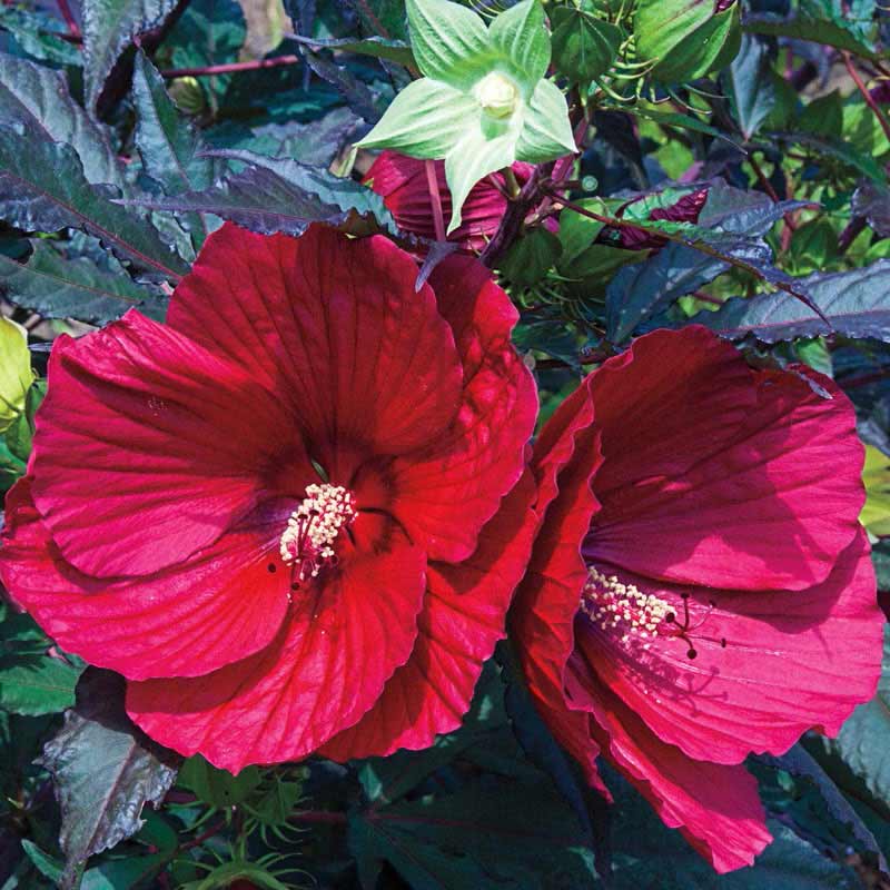 1Pla-nt RubyShop724 Midnight Marvel Rosemallow Har-dy Hibiscus in 3 Pót
