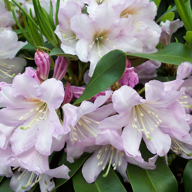Inkarho<sup>®</sup> Evergreen Rhododendron