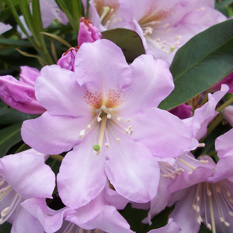 Inkarho<sup>®</sup> Evergreen Rhododendron