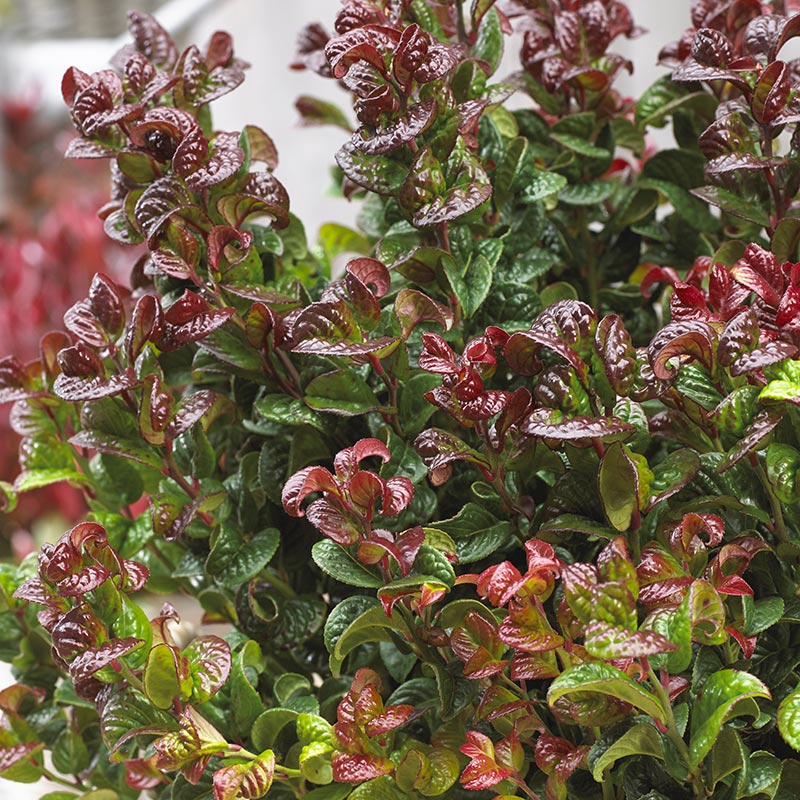 forhøjet sav sød smag Curly Red Leucothoe | Spring Hill Nurseries