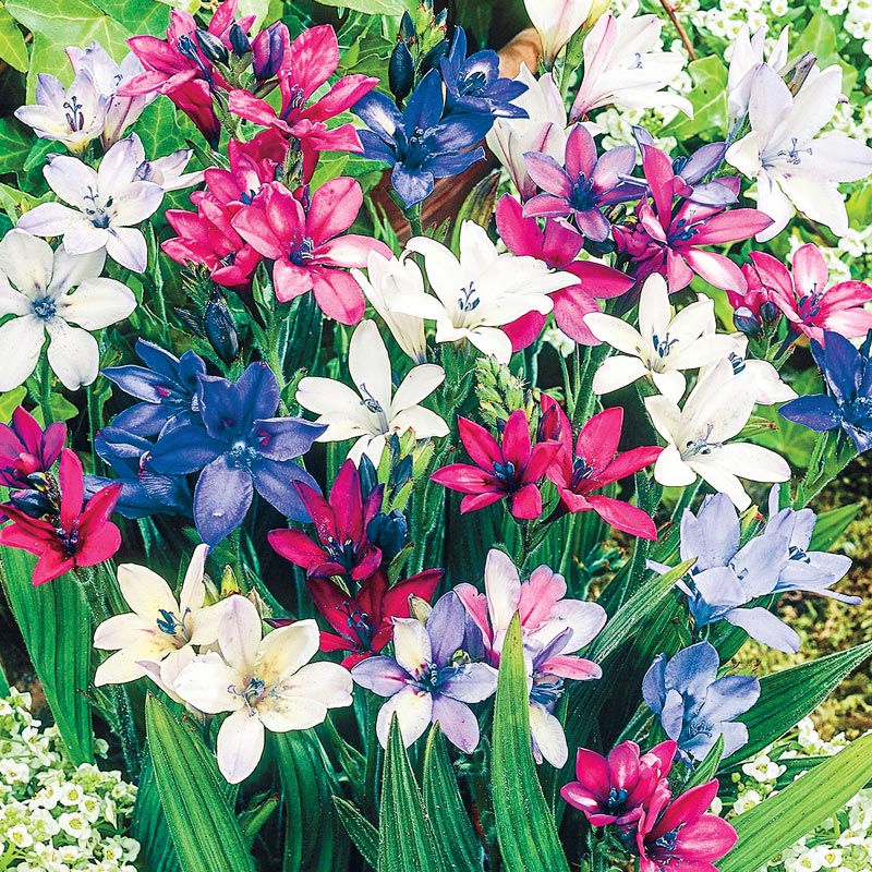 Springhill Flowers Catalog Best Flower Site