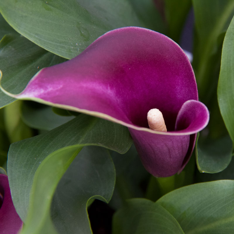 Flower Power Calla lily