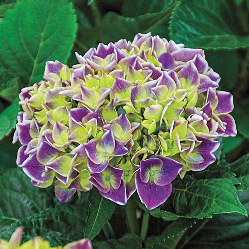 Violet Crown Hydrangea