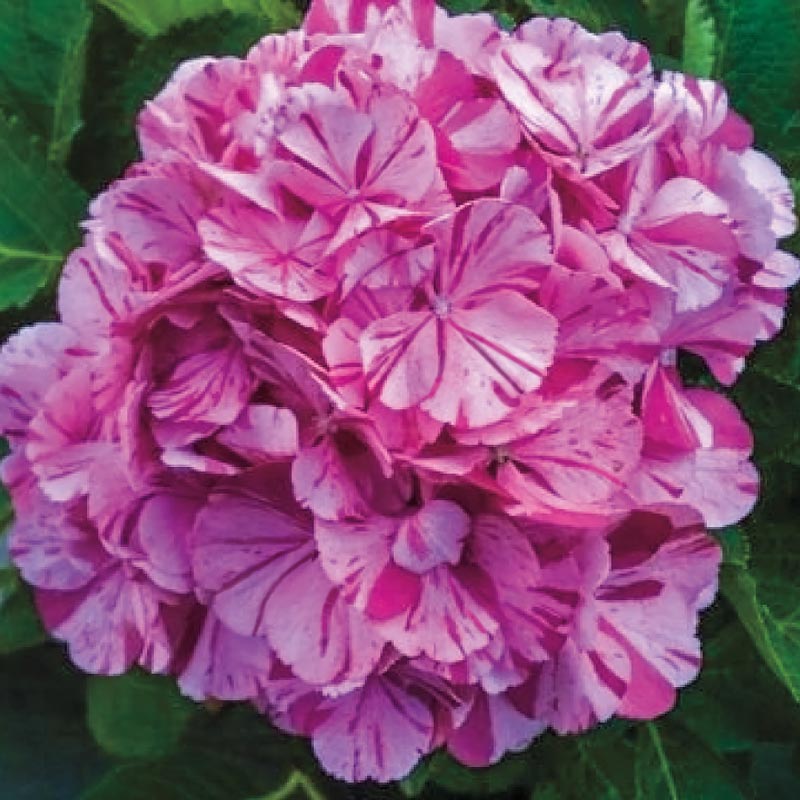 Image of Close up of Sweet Fantasy Hydrangea flower