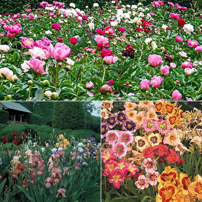 Daylily Peony And Iris Sunny Border Spring Hill Nurseries