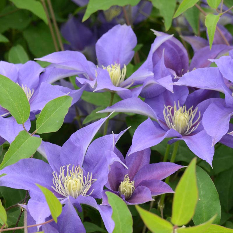 Clematis Olympia™