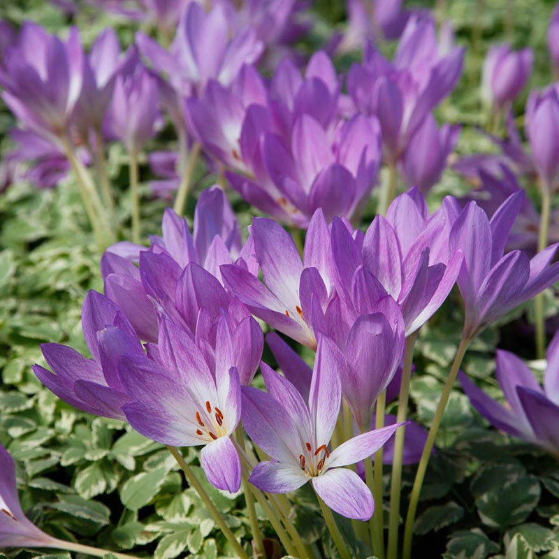 Colchicum 'The Giant'