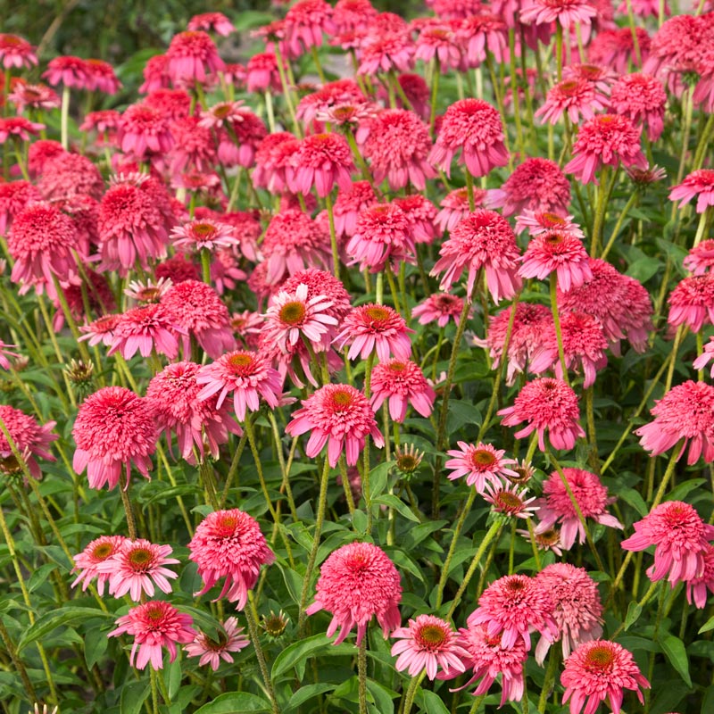 Razzmatazz Echinacea | Spring Hill Nurseries