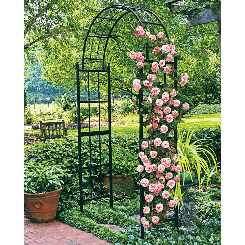 Bale Arch Spring Hill Nurseries, How To Secure A Metal Garden Arch In The Ground