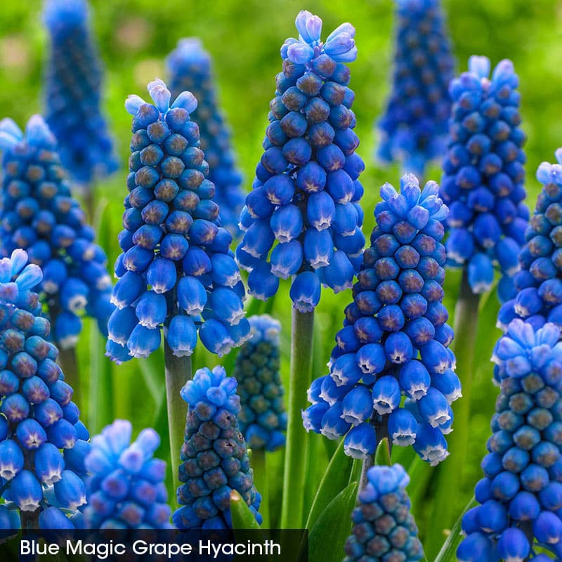 Spring is Coming Grape Hyacinth Collection
