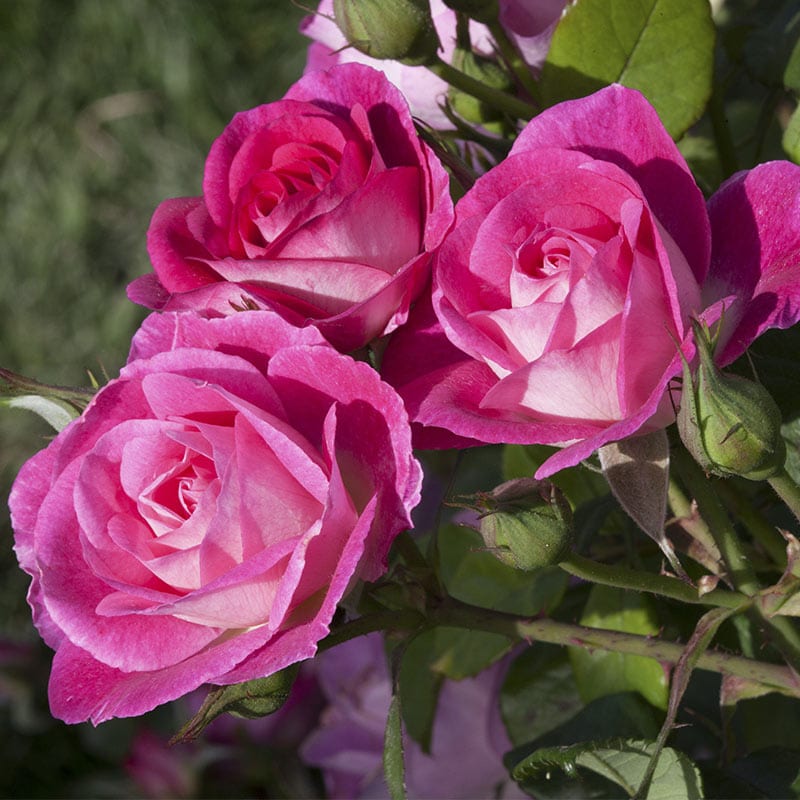 Easy to Please® Floribunda Rose