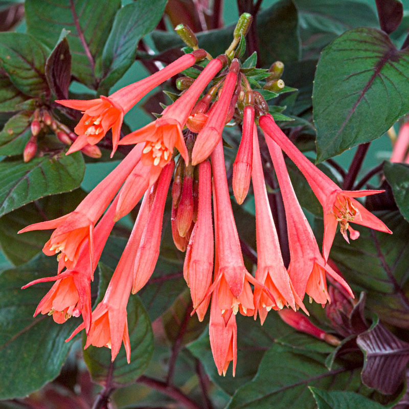 Annual Plants for Hummingbirds: Gartenmeister Fuchsia