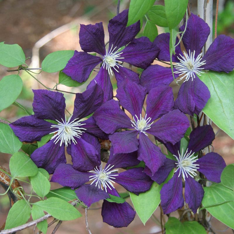 Clematis Etoile Violette