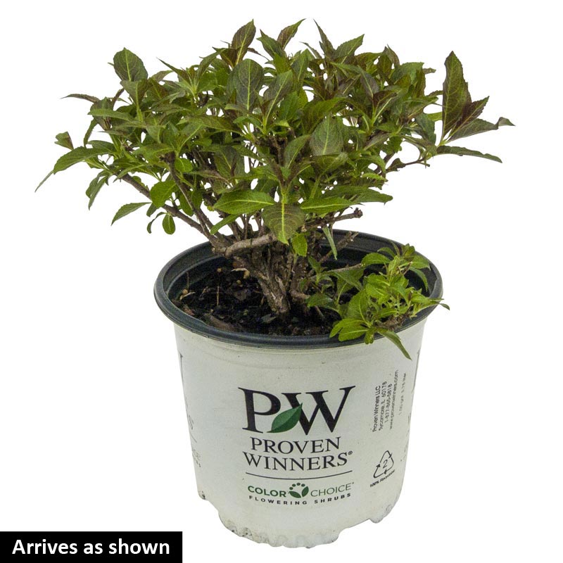 Wine and Roses Weigela Spring Hill Nurseries